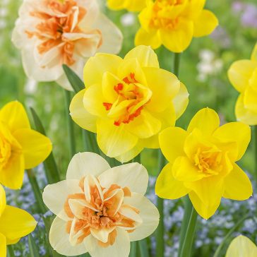   Mega-Pack Nárcisz teltvirágú színkeverék 18 db virághagyma (KP)
