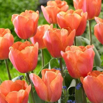 Mega-Pack Tulipán Jimmy Mix 12 db virághagyma (KP)