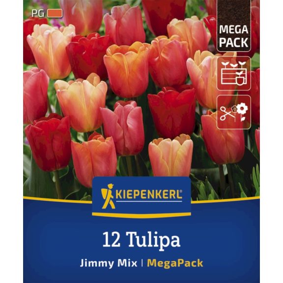 Mega-Pack Tulipán Jimmy Mix 12 db virághagyma (KP)
