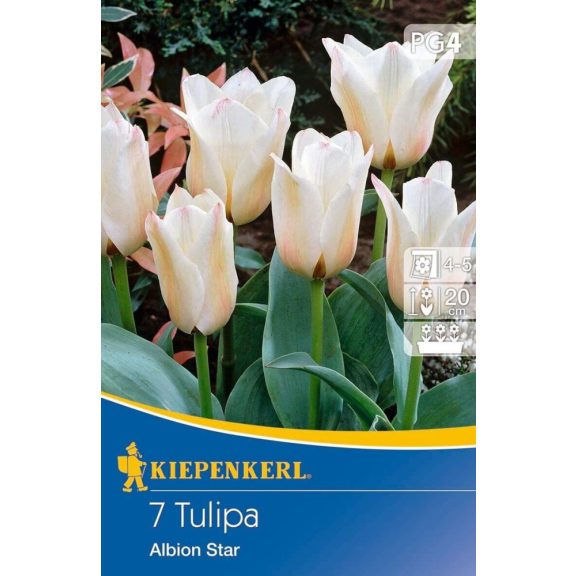 Greigii-tulipán Albion Star 7 db virághagyma (KP)