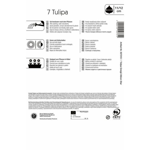 Greigii-tulipán Albion Star 7 db virághagyma (KP)