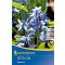 Scilla siberica (KP)