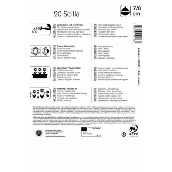 Scilla siberica (KP)