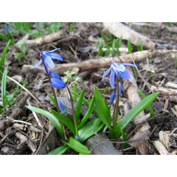 Scilla siberica (KP)