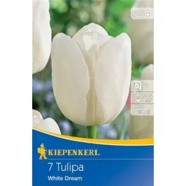 Triumph tulipán White Dream (KP)