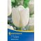Triumph tulipán White Dream (KP)