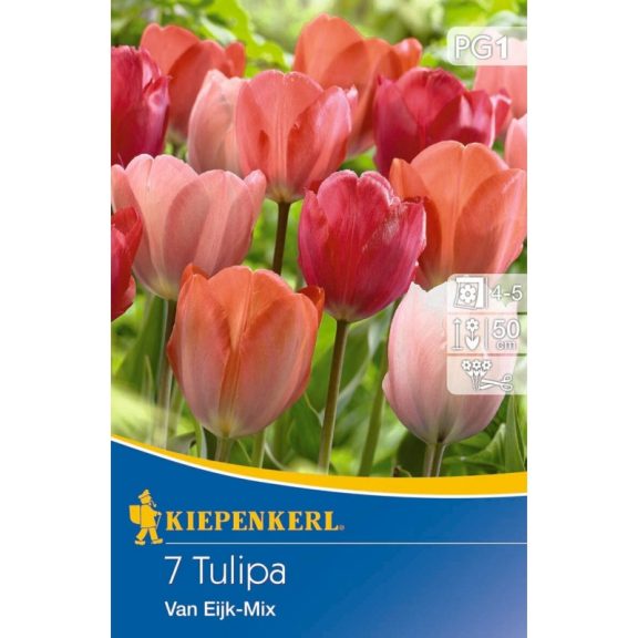 Darwin-hibrid tulipán Van Eijk színkeverék 10 db virághagyma (KP)