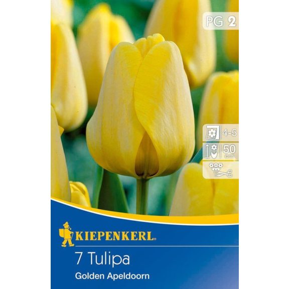 Darwin-hibrid tulipán Golden Apeldoorn 10 db virághagyma (KP)