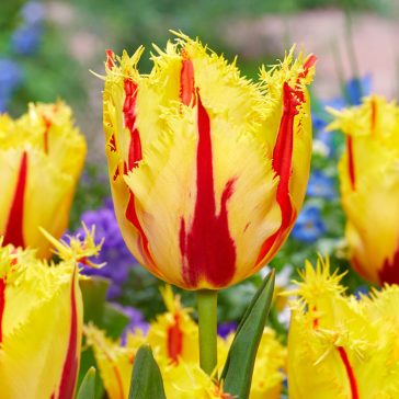 Rojtos tulipán Party Clown 7 db virághagyma (KP)