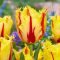 Rojtos tulipán Party Clown 7 db virághagyma (KP)