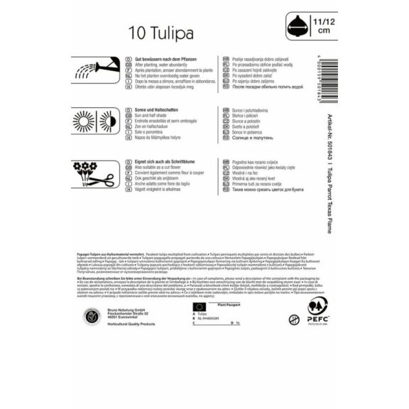 Papagájvirágú tulipán Texas Flame (KP)