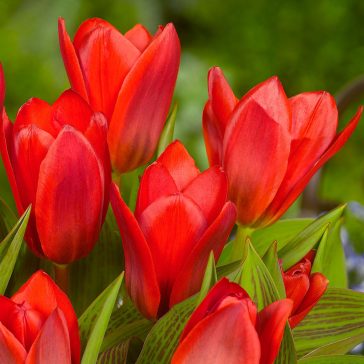 Tulipán Showwinner 7 db virághagyma (KP)