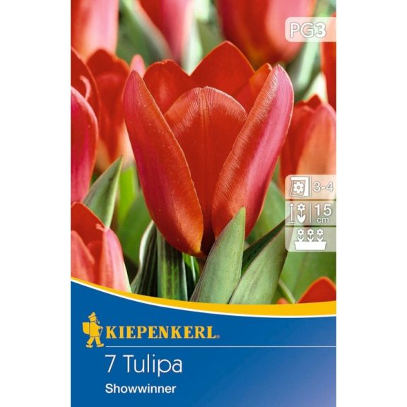 Tulipán Showwinner 7 db virághagyma (KP)
