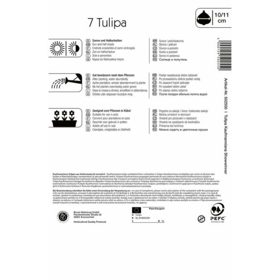 Tulipán Showwinner 7 db virághagyma (KP)