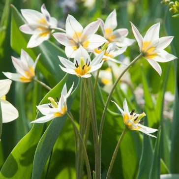 Tulipa turkestanica 7 db virághagyma (KP)