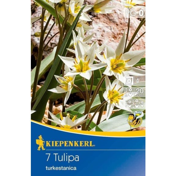 Tulipa turkestanica 7 db virághagyma (KP)