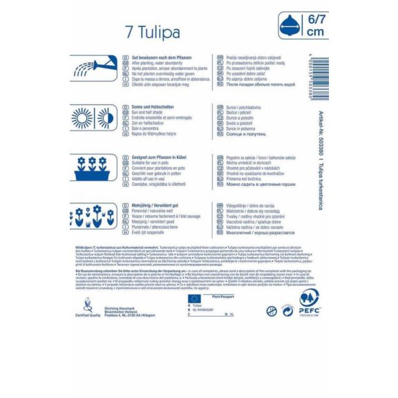 Tulipa turkestanica 7 db virághagyma (KP)