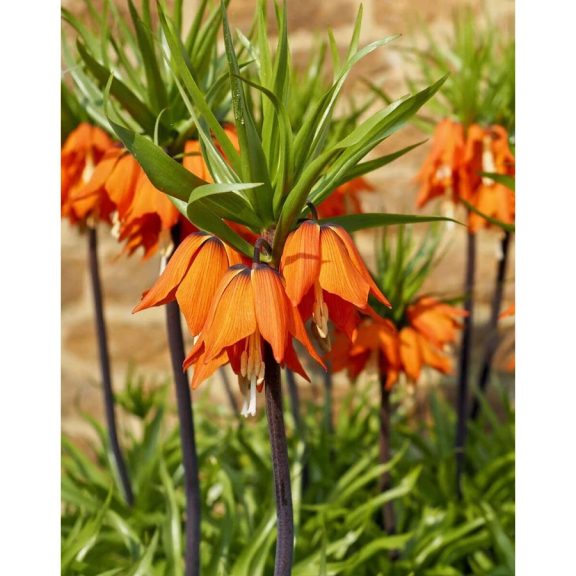Fritillaria Aurora (császárkorona) 1 db virághagyma (KP)
