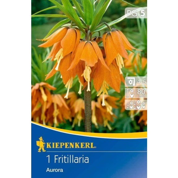 Fritillaria Aurora (császárkorona) 1 db virághagyma (KP)