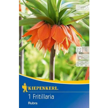Fritillaria Rubra (császárkorona) (KP)