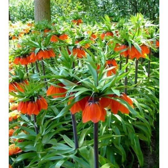 Fritillaria Rubra (császárkorona) (KP)