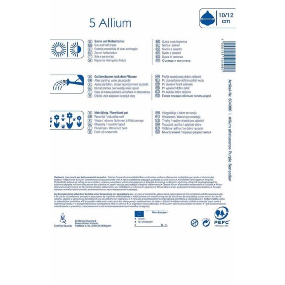 Allium Purple Sensation (KP)