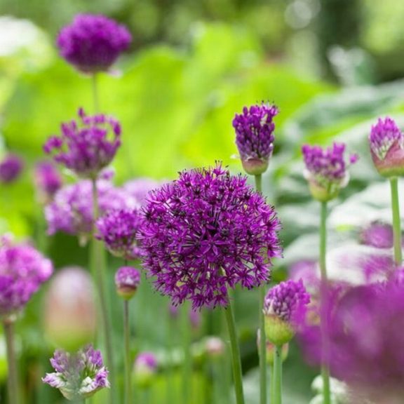 Allium Purple Sensation (KP)
