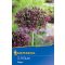 Allium Magic (KP)