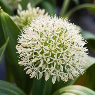 Allium Ivory Queen 3 db virághagyma (KP)
