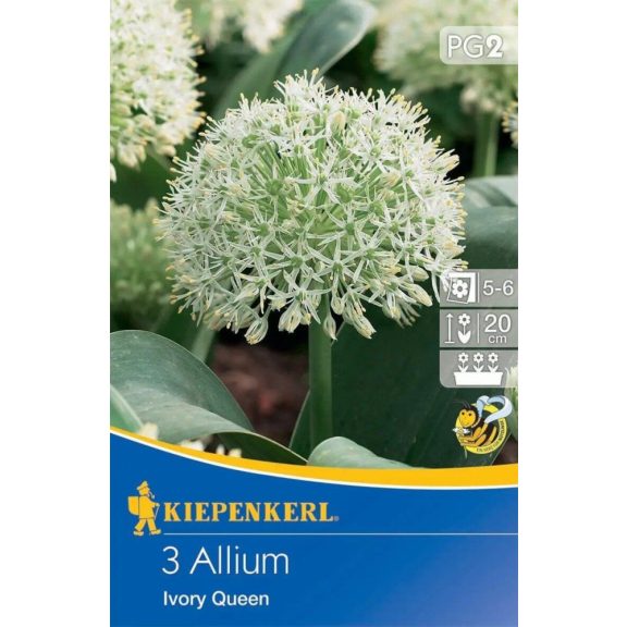 Allium Ivory Queen 3 db virághagyma (KP)