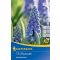 Muscari armeniacum (gyöngyike) (KP)