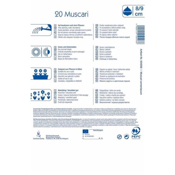 Muscari armeniacum (gyöngyike) (KP)