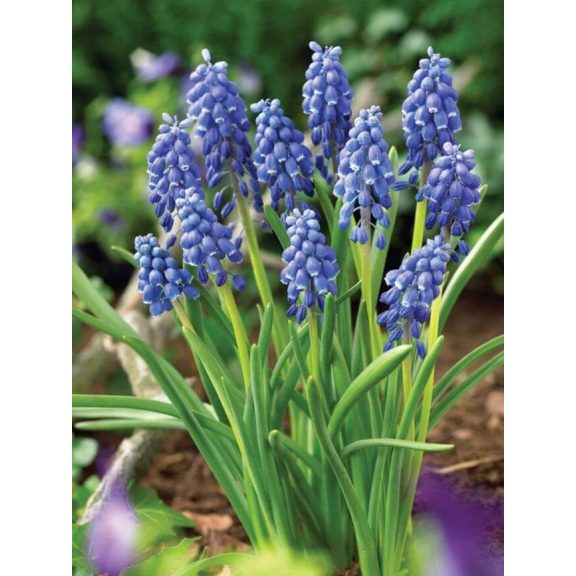 Muscari armeniacum (gyöngyike) (KP)