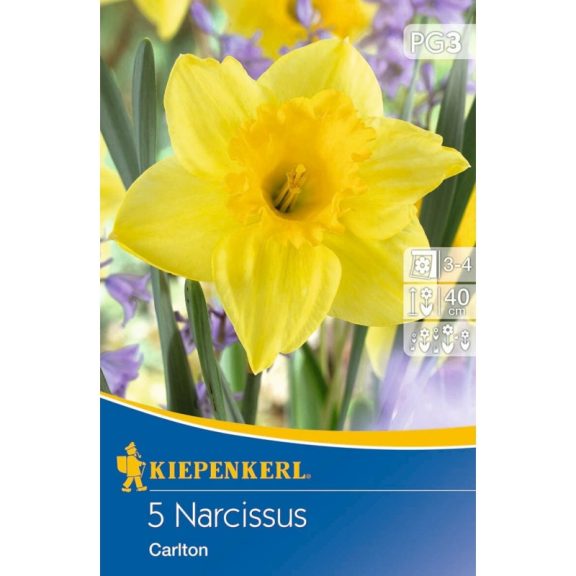 Nagykoronájú nárcisz Carlton 5 db virághagyma(KP)