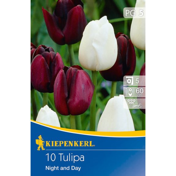 Tulipán-Duo Night and Day 8 db virághagyma (KP)