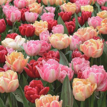 Mega-Pack Tulipán Foxtrot-Mix 12 db virághagyma (KP)