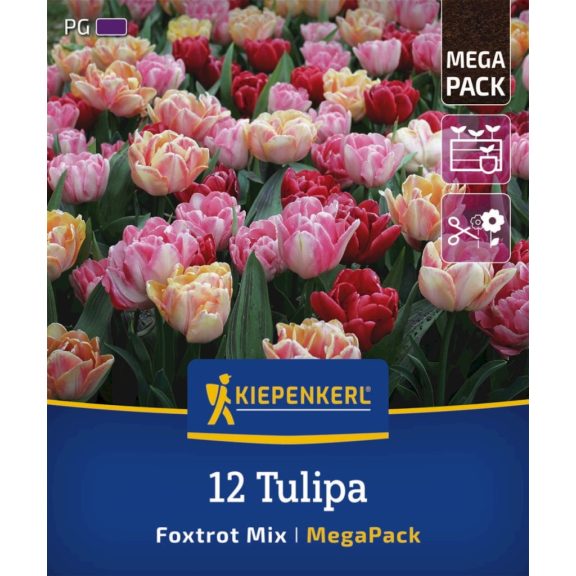 Mega-Pack Tulipán Foxtrot-Mix 12 db virághagyma (KP)