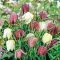 Fritillaria meleagris Mix (kockás liliom) 15 db virághagyma (KP)