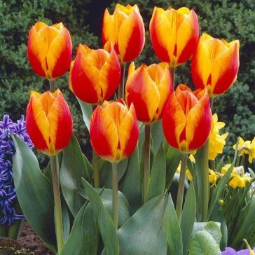   Korai egyszerű virágú tulipán Flair 7 db virághagyma (KP)