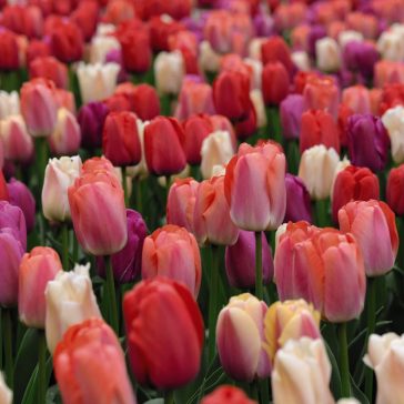   Darwin-hibrid tulipán Big Pride színkeverék 10 db virághagyma (KP)