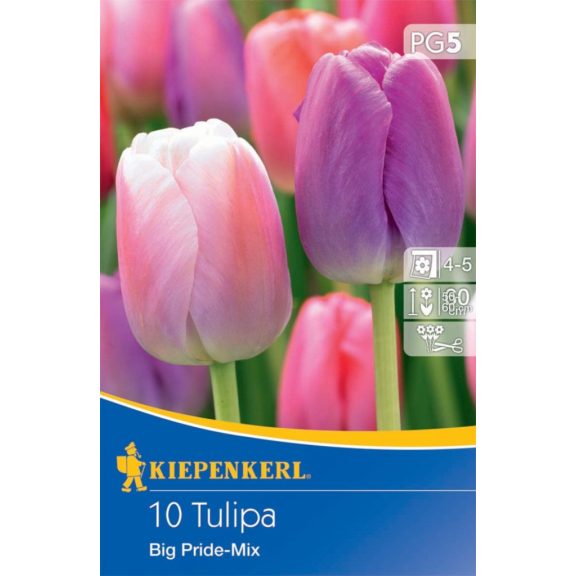 Darwin-hibrid tulipán Big Pride színkeverék 10 db virághagyma (KP)