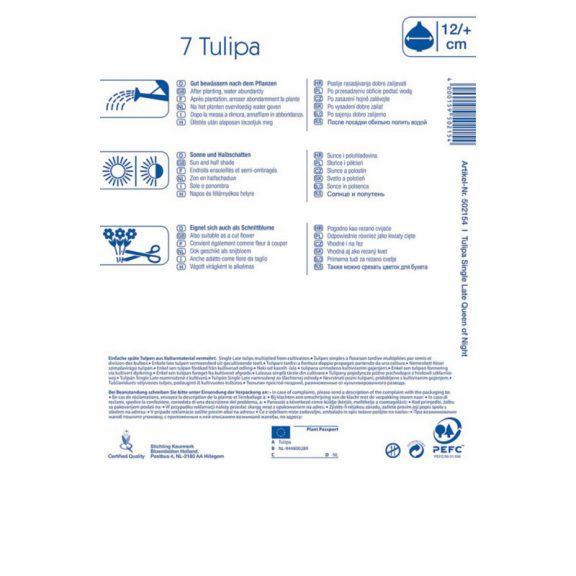 Kései tulipán Queen of Night (KP)