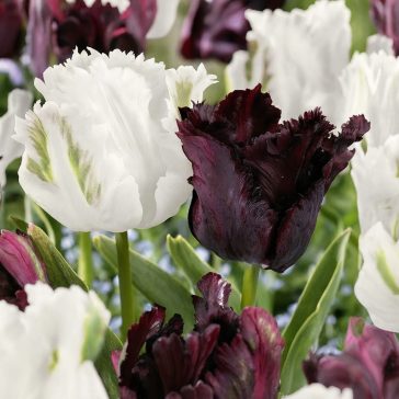   Tulipán-Duo Parrots Black and White (Rose) 8 db virághagyma (KP)