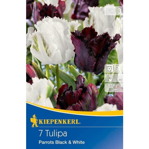 Tulipán-Duo Parrots Black and White (Rose) 8 db virághagyma (KP)