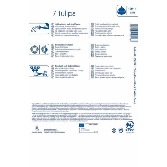 Tulipán-Duo Parrots Black and White (Rose) 8 db virághagyma (KP)