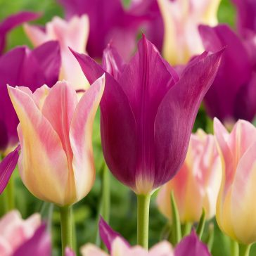 Tulipán Countryside Duó 8 db virághagyma (KP)