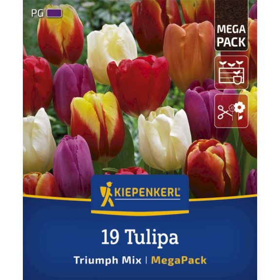 Mega-Pack Tulipán Triumph-Mix 19 db virághagyma (KP)