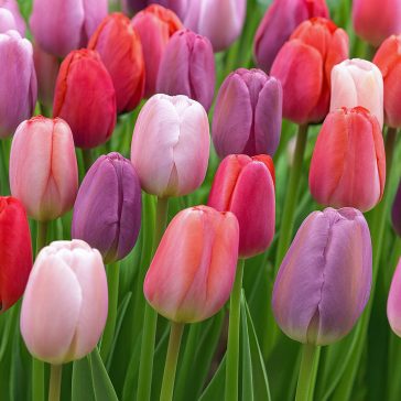 Mega-Pack Tulipán Big Pride Mix  18 db virághagyma (KP)