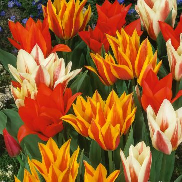 Mega-Pack Tulipán Balkony mix 18 db virághagyma (KP)
