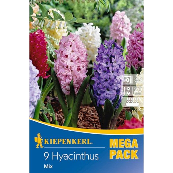 Mega-Pack Jácint színkeverék 9 db virághagyma (KP)